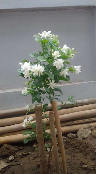Hình nền hoa Nhài nhìn đẹp