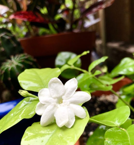 Hình nền hoa Nhài nhìn đẹp nét