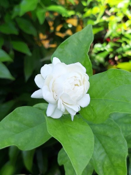 Hình nền hoa Nhài trắng đẹp
