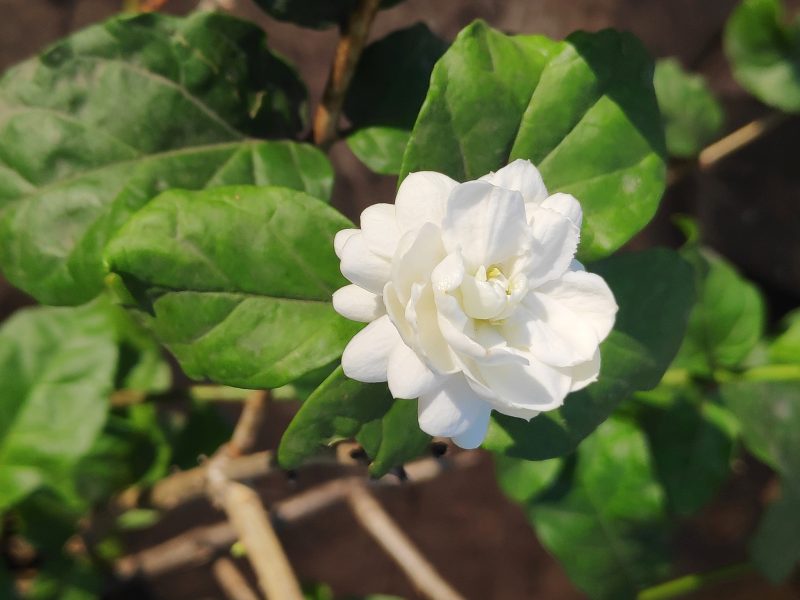 Hình nền hoa Nhài trắng đẹp nhất