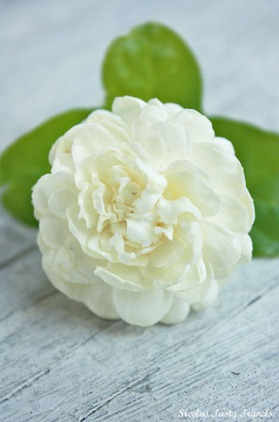 Hình nền hoa Nhài tuyệt đẹp